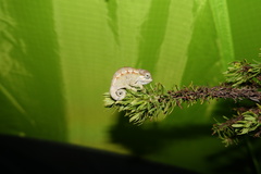 Trioceros hanangensis