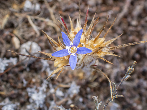 virgate eriastrum (Eriastrum virgatum)