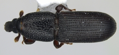 Cossonus corticola