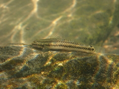 Stiphodon atropurpureus