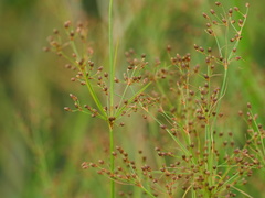 Fimbristylis quinquangularis