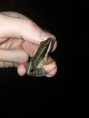 Indosylvirana nicobariensis