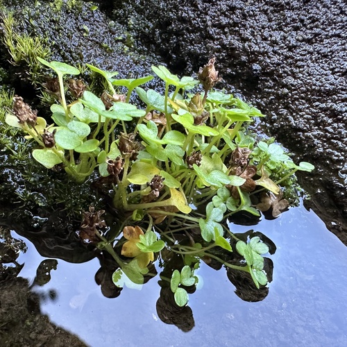 Highland Saxifrage (Saxifraga rivularis)