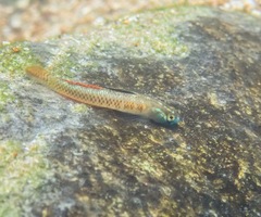 Gold Neon Goby photo 5