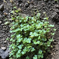 Saxifraga rivularis, photograph (c) Julia Henning, some rights reserved (CC BY)