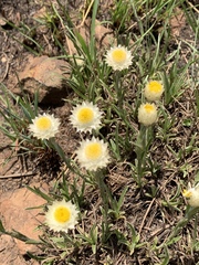 Helichrysum chionosphaerum