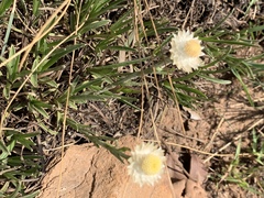 Helichrysum chionosphaerum