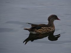 Aix galericulata