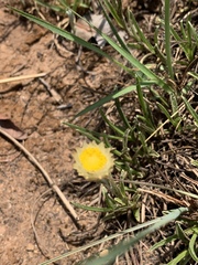 Helichrysum chionosphaerum