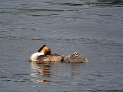 Podiceps cristatus