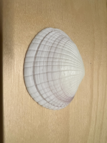 Codakia punctata observed 2025-07-26