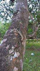 Copeoglossum aurae