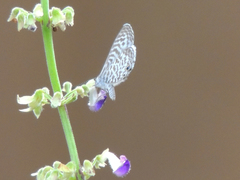 Leptotes