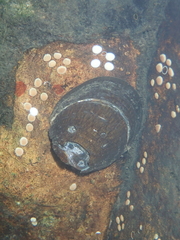 Septaria porcellana