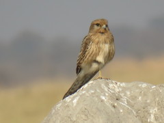 Falco rupicoloides