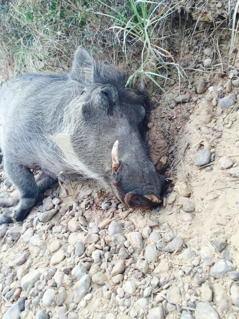 Warthog