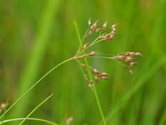 Fimbristylis quinquangularis