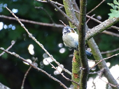 Cyanistes caeruleus