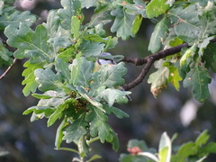 Cyanistes caeruleus