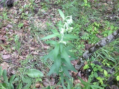 Lithospermum subsetosum