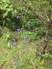 Delphinium treleasei