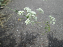 Peucedanum oreoselinum