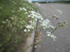 Peucedanum oreoselinum