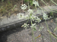 Peucedanum oreoselinum