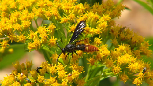 Blue-winged scoliid wasp