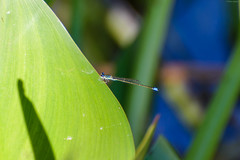 Ischnura capreolus
