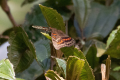 Adelpha seriphia
