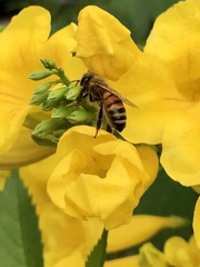 Apis mellifera