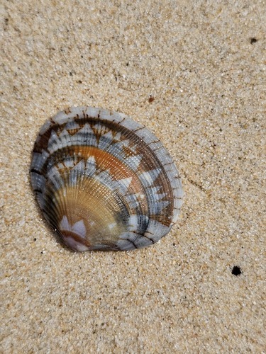 Gafrarium divaricatum
