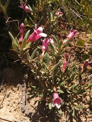 Pachypodium bispinosum