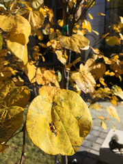 Cercis canadensis