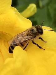 Apis mellifera