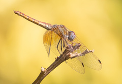 Trithemis kirbyi