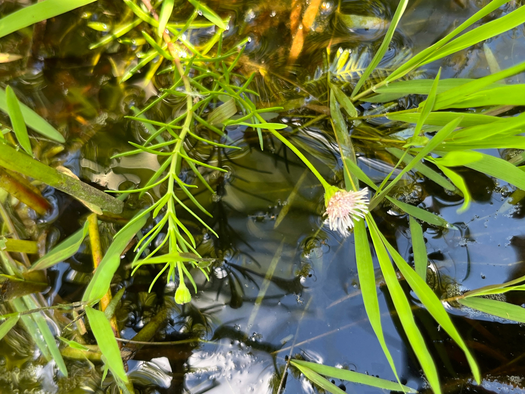 Sclerolepis uniflora; photograph (c) harrier, some rights reserved (CC BY)