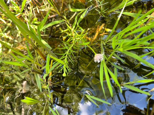 Sclerolepis uniflora, photograph 1
