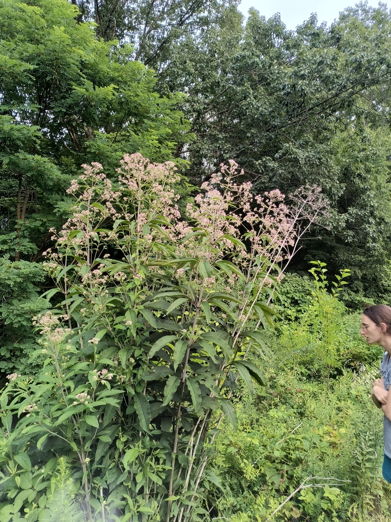 Eutrochium fistulosum, Forest Grove, Worcester, MA, USA