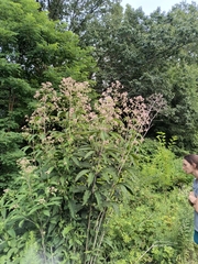 Eutrochium fistulosum