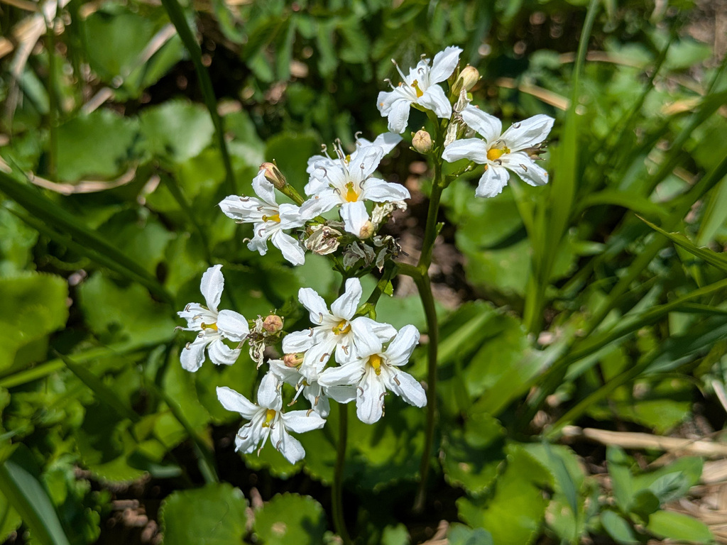 Deercabbage (Nephrophyllidium crista-galli)