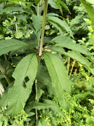 Eutrochium fistulosum