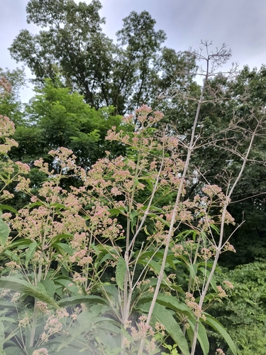 Eutrochium fistulosum
