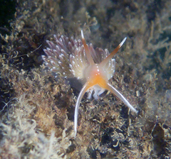 Sakuraeolis enosimensis