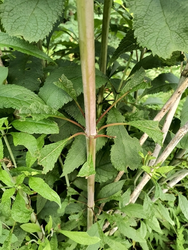 Eutrochium fistulosum