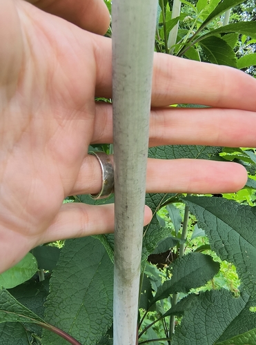 Eutrochium fistulosum