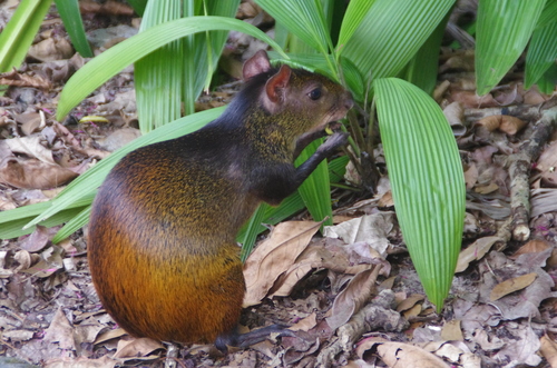 Black-rumped Agouti (Dasyprocta prymnolopha) — Least Concern Mammalia
