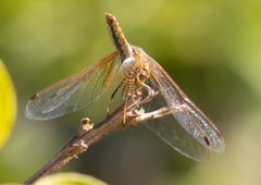 Trithemis kirbyi