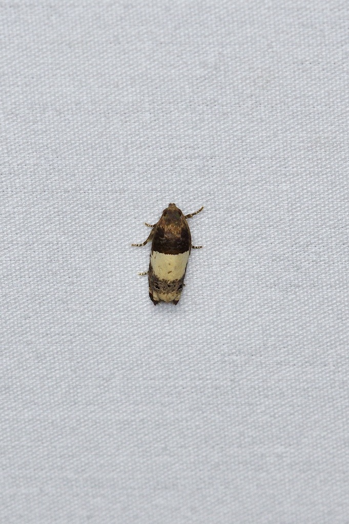 Goldenrod Gall Moth